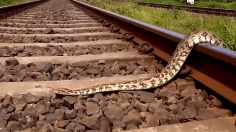 Train Vs Snake- Accident- Scenes