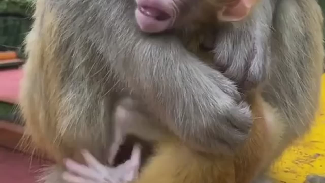 Cute 🥰 family 🐒🐵