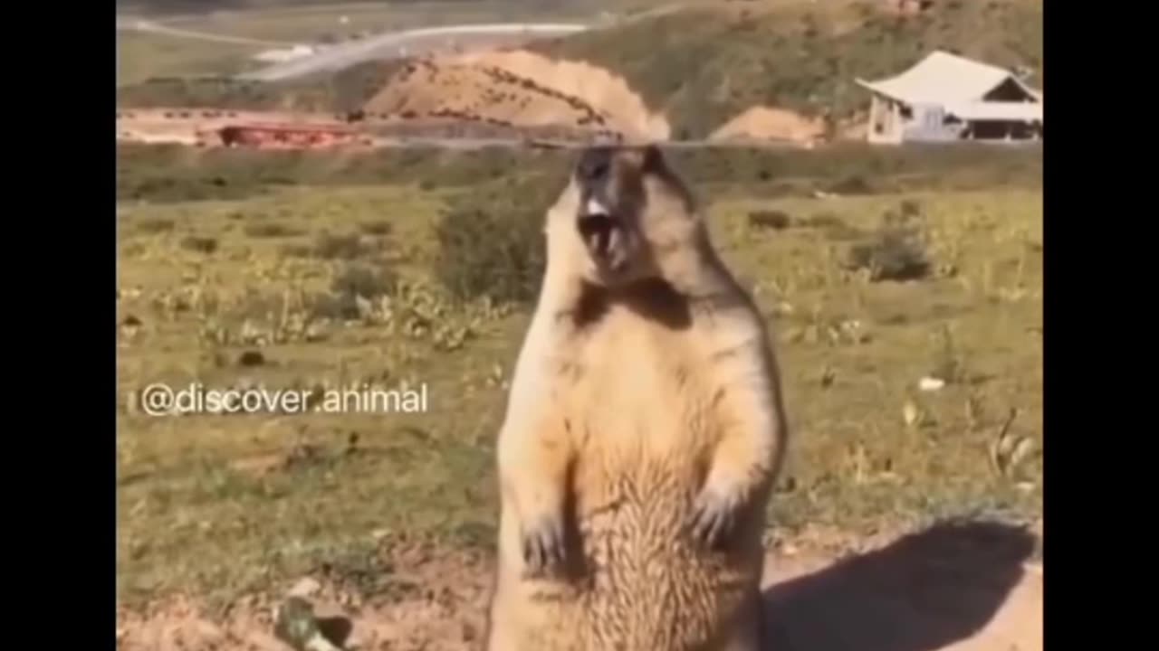Most funny animals video #