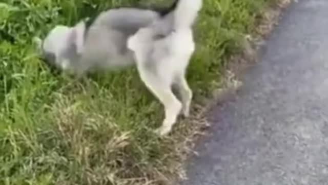 Hahaha Funny Kid Video | Funny Animals Video Funny Dogs videos Best Funny Videos Try to Not Laugh