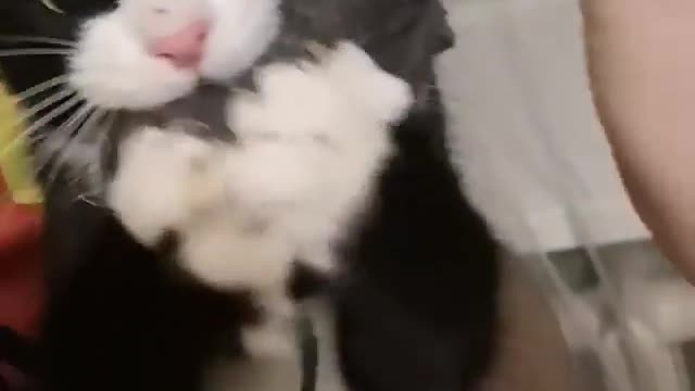 funny cats, funny cats and dogs, funny cats videos, funny cats compilation, funny cats shorts