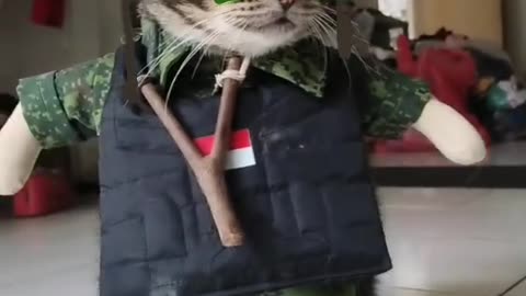 cats become soldiers following Trump's directives for war - cute cats 🙀