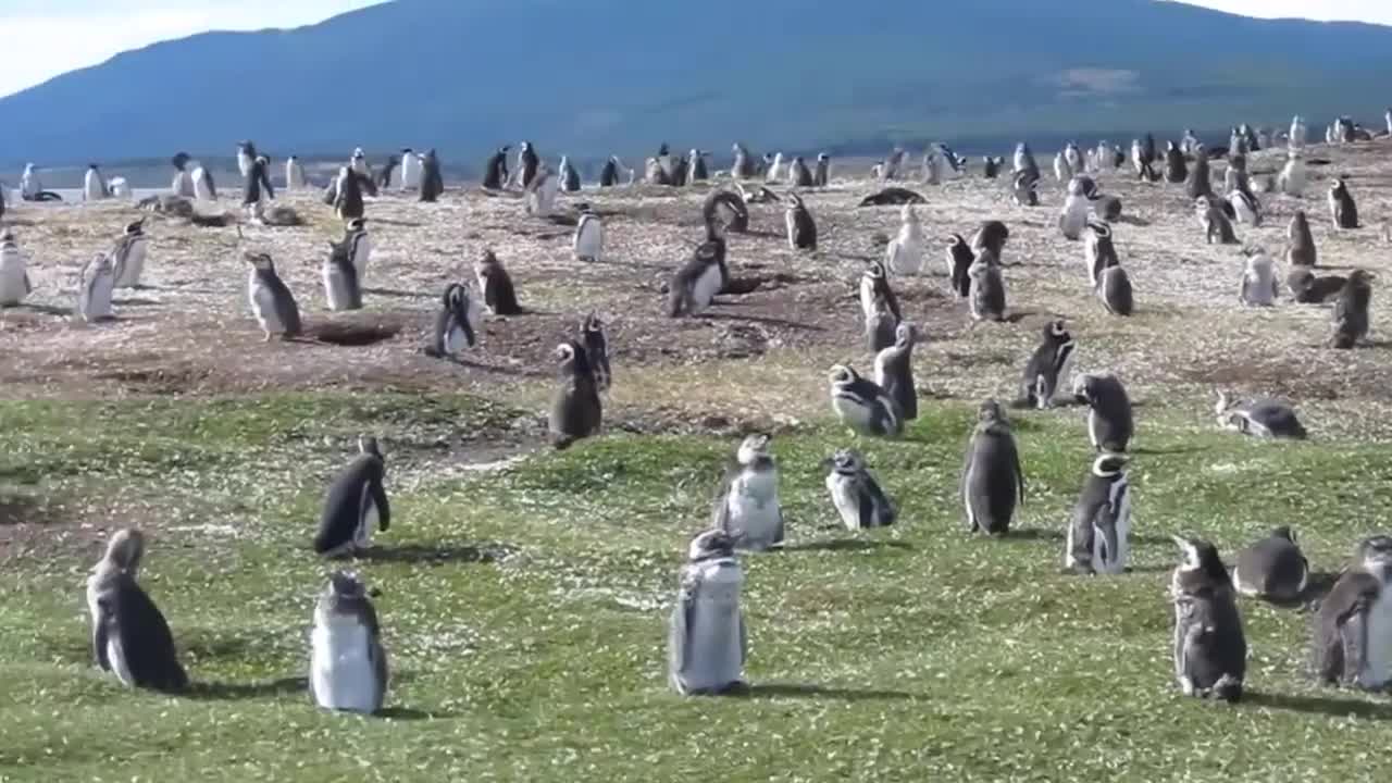 Jinjing The Penguin - Swims 5000 Miles Every Year To Visit The Man Who Saved Him