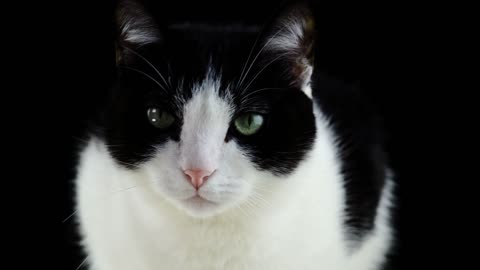Cat video #cat #animals