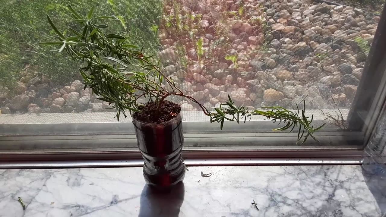 [ Transforming a plant into a Han Kengai ローズマリー Bonsai !!! ]