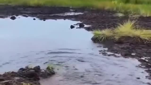 Funny people, guy walks up to a mud puddle