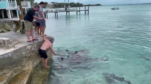 Sharks Crowd Around Man While Friends Throw Chunks of Fish Near Him When He Films Them