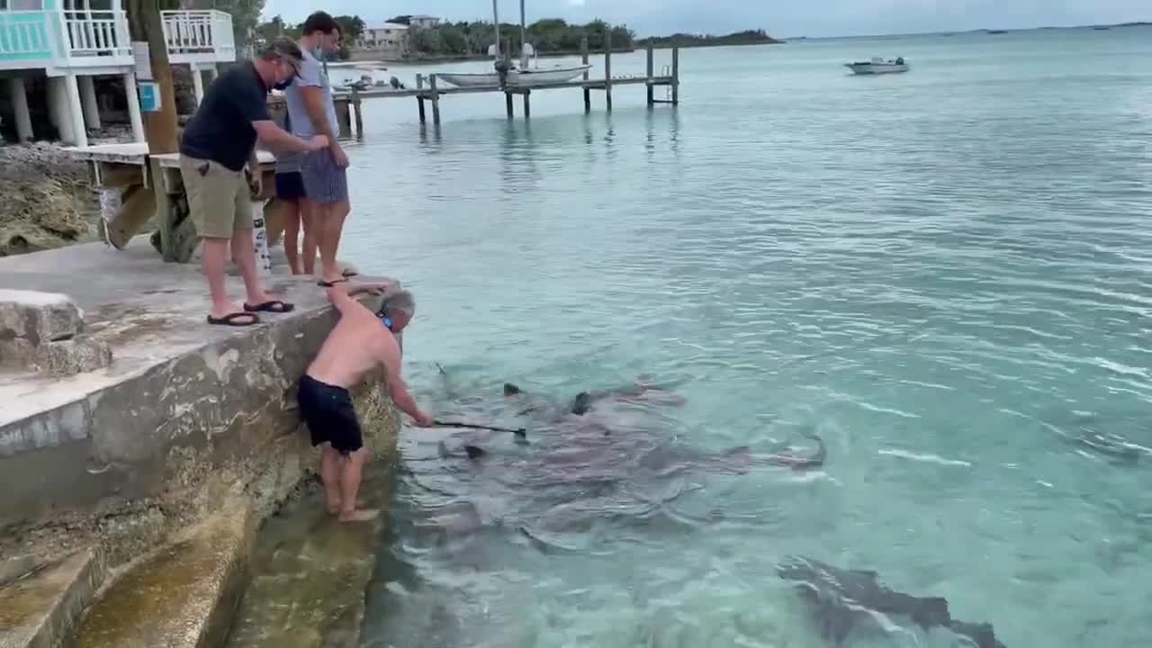 Sharks Crowd Around Man While Friends Throw Chunks of Fish Near Him When He Films Them