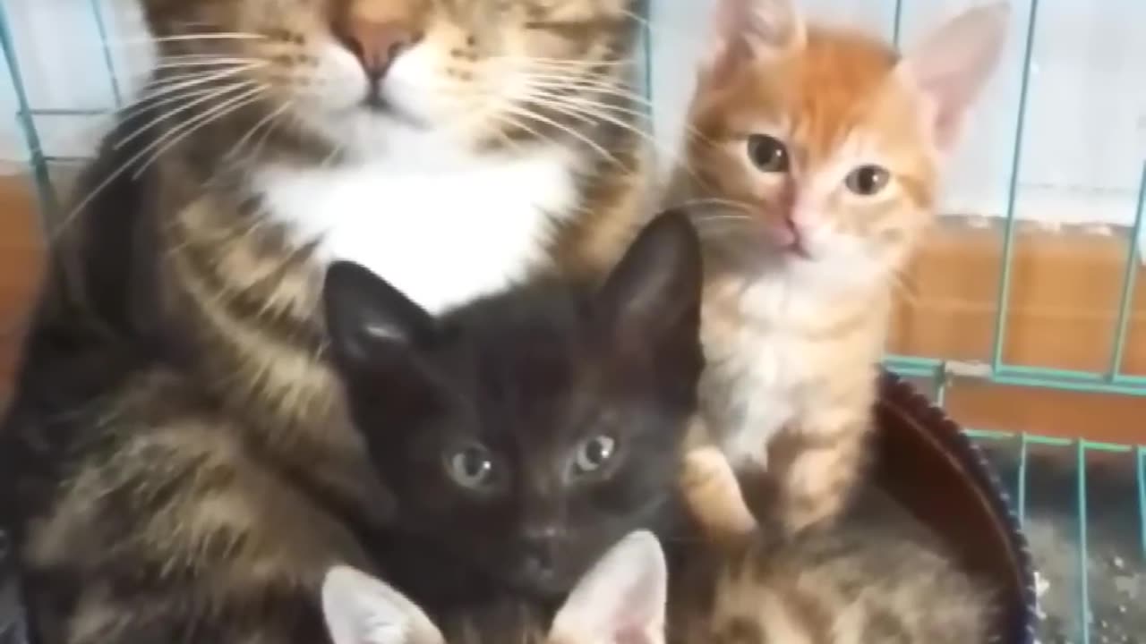 AWWW Cuteness Overloaded ... Cuteness 😍😍😍