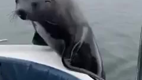 Hitchhiking on the water 🤣