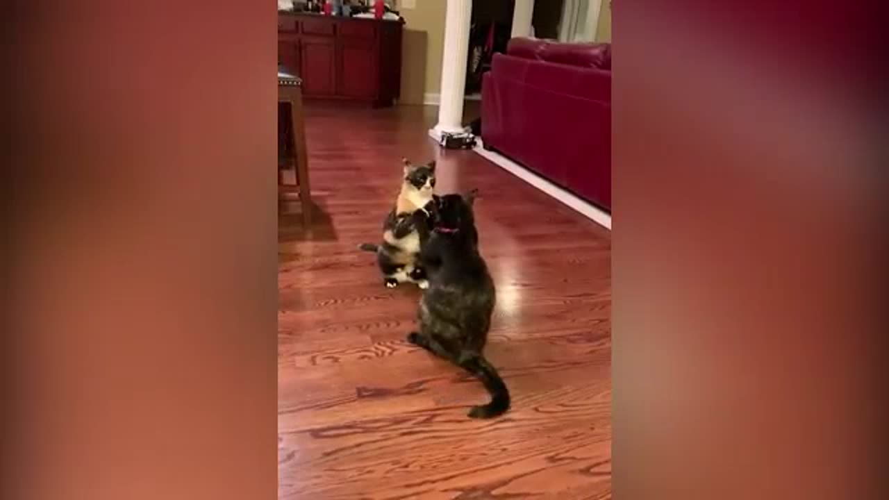 Funniest Cats Videos That Will Make You Laugh Funny Animal Videos 2023 Part 16πΌπΉπ