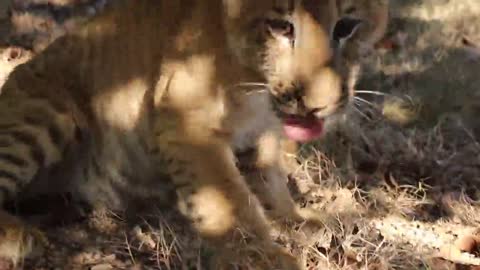 It's a lovely liger of the animal world