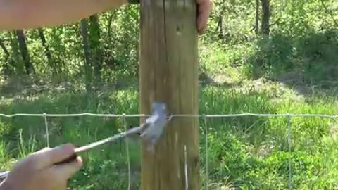 PUTTING UP HIGH TENSILE WOVEN WIRE LIVESTOCK FENCING