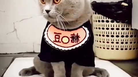 Cat Using Toilet