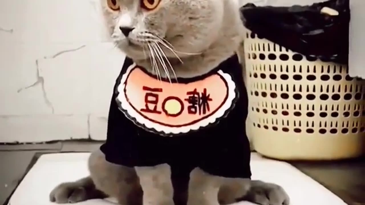 Cat Using Toilet