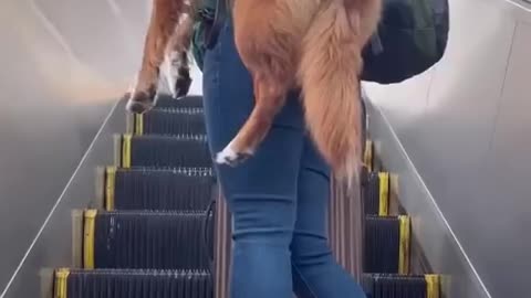 Keeping your service dog SAFE when in public places 🦮 (or pet dog!)