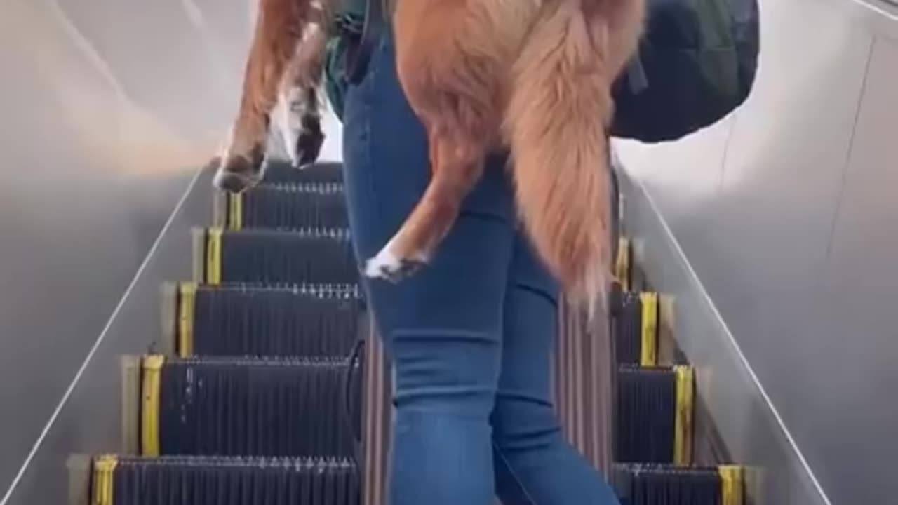 Keeping your service dog SAFE when in public places 🦮 (or pet dog!)