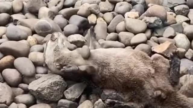 The otter