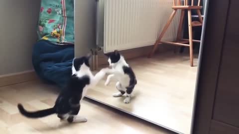 😻Funny cat with mirror😻