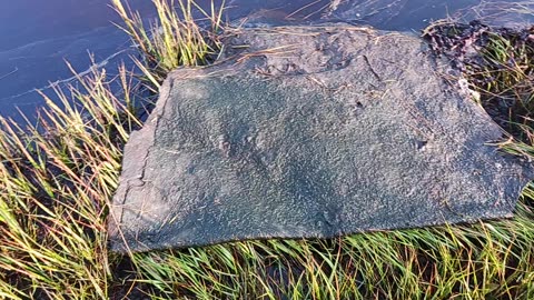 Lobster pollution and natural flotsam carpet at Cape Sable Island Sept 2023