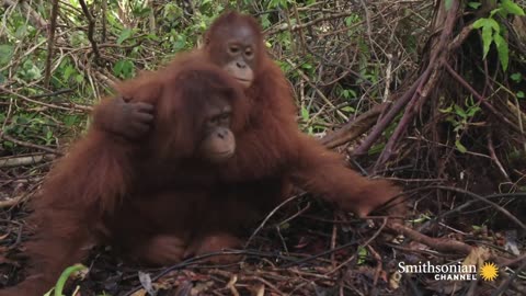 How Young Orangutans Are Taught to Fear Snakes 🐍 Orangutan Jungle School | Smithsonian Channel