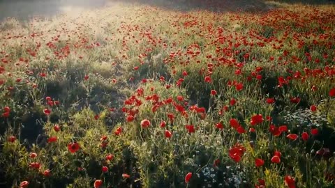 Amazing mother nature flowers videos HD