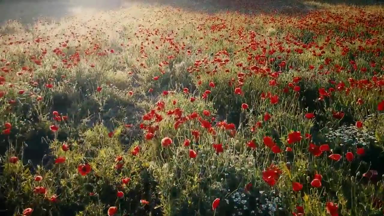 Amazing mother nature flowers videos HD