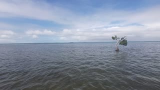 How Did This Tree Survive The Sea So Long