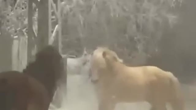 Horses at minus 50! This was taken in Yakutia.