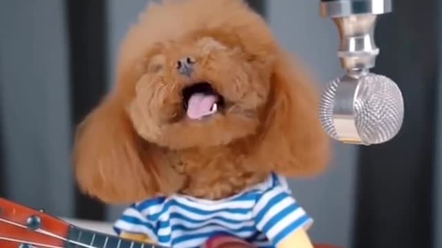 Adorable Little Dog Just Wants to be a Rock Star