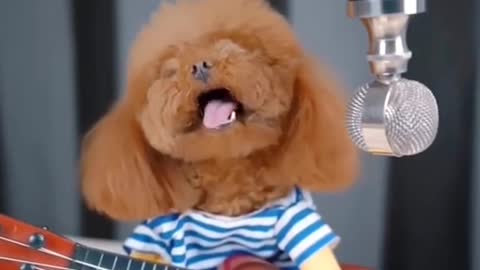 Adorable Little Dog Just Wants to be a Rock Star