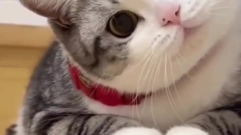 Cute funny cat