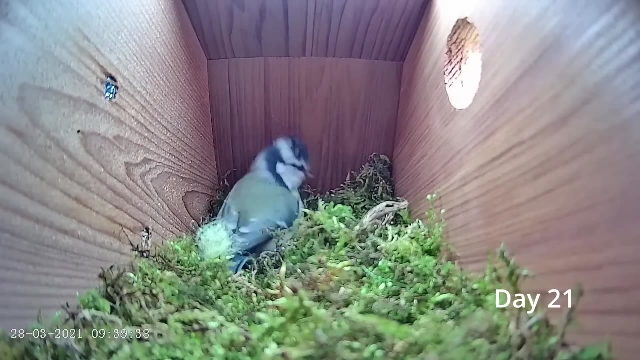 From empty nest to first egg in less than 8 minutes! - BlueTit nest box live camera highlights