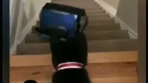 Best funny 🤣 Animal videos...