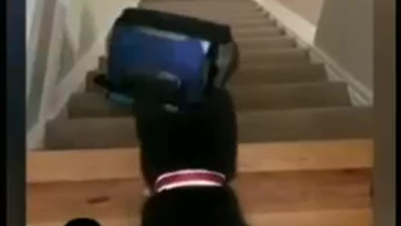 Best funny 🤣 Animal videos...