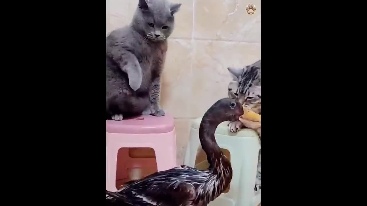 New Funny Animals 😂 Funniest Cats and Dogs Videos 😺🐶