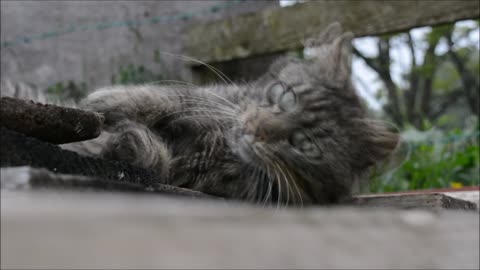 cat rolling on wood