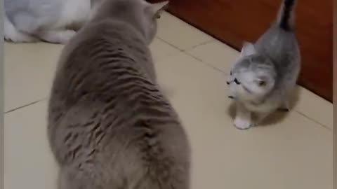 Funny fight cat