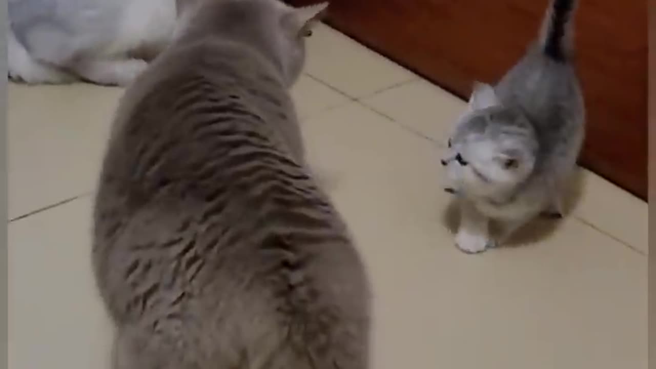 Funny fight cat