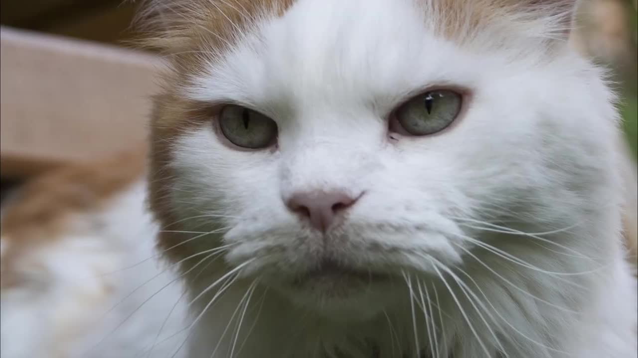 7 cons and negatives to the turkish van cat