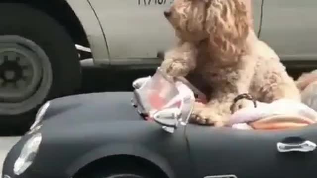 Funny Dog Learns How To Drive