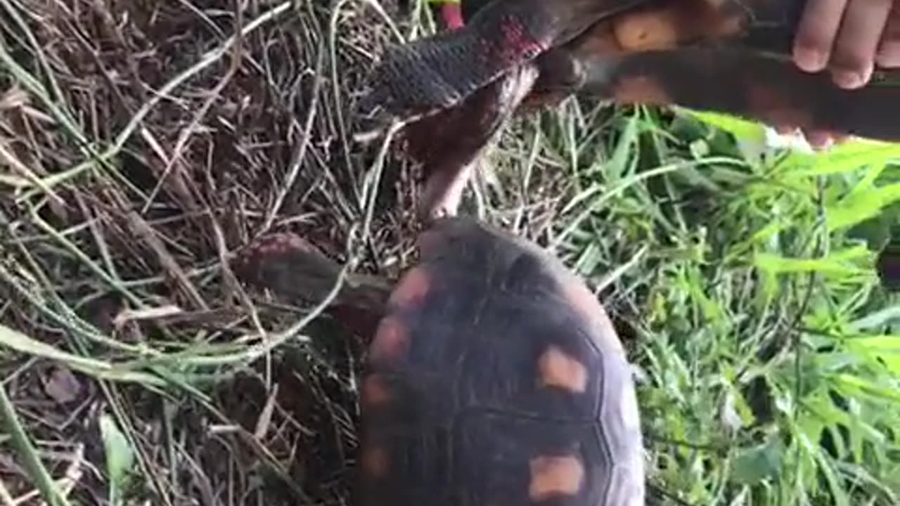 Tortoise