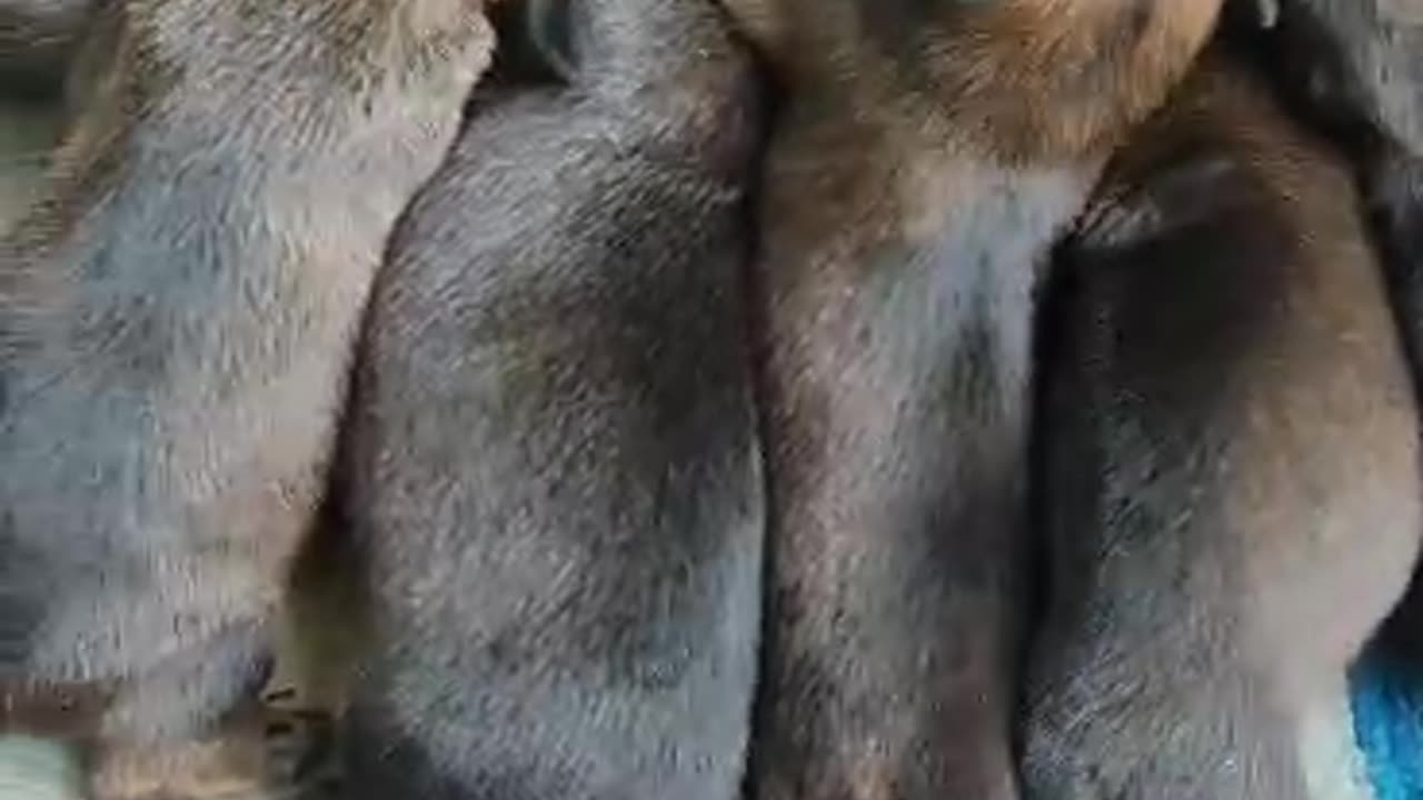 Newborn cubs drink milk from their mother.🐶❤️🤗