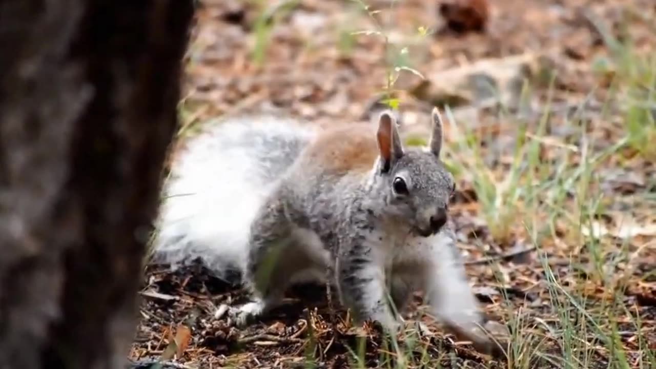 Cute baby animals video that make you feel good.