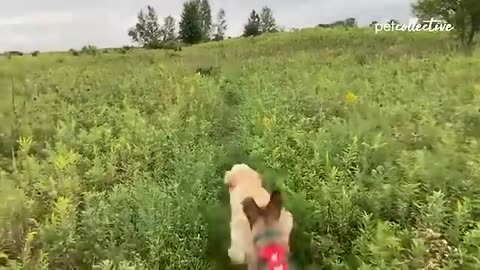 New funny video