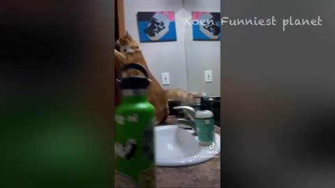 Funny animals video