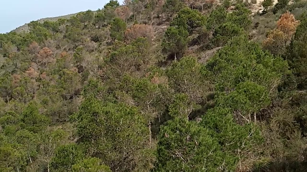 La forêt verte