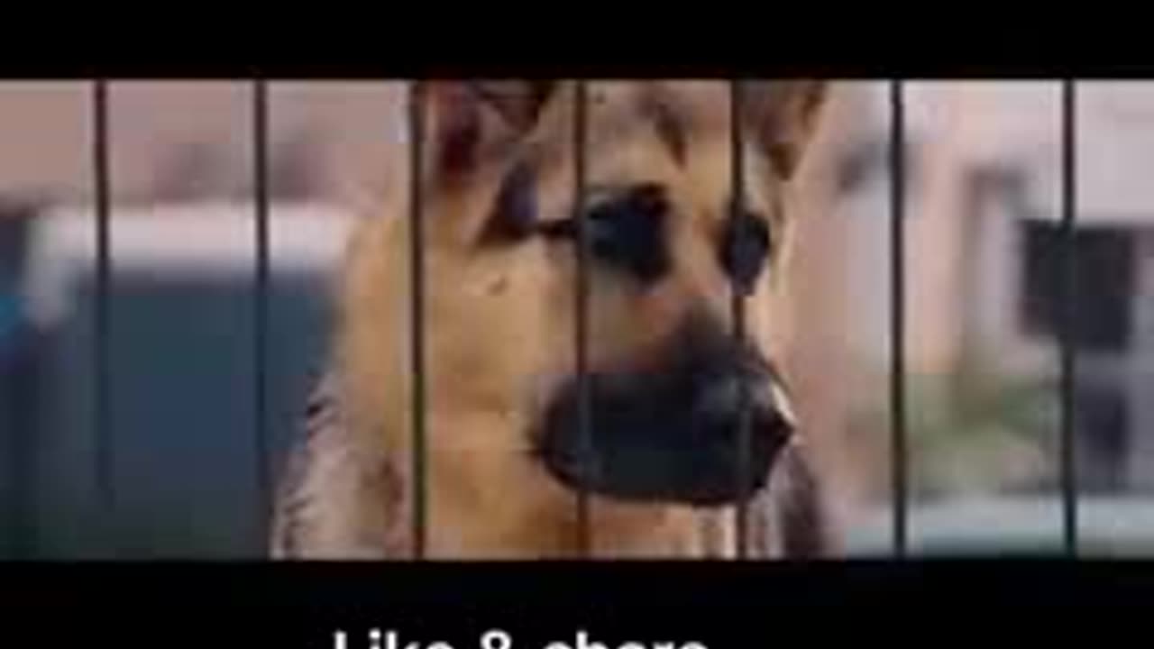 Funny punjabi dogs amaizing editing