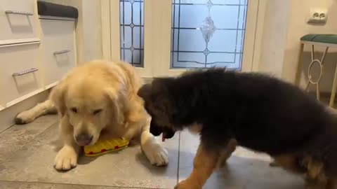 Golden Retriever doesn't want to share his toys with German Shepherd Puppy