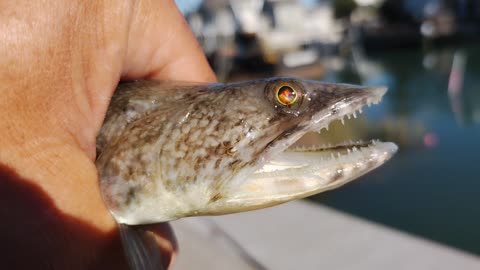 Myrtle Beach fishing lizard fish